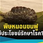 หนอน รักษา คน